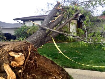 liable for tree damage