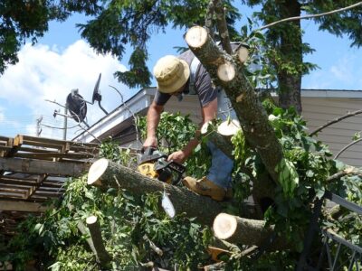 Who is Liable for Tree Damage 1 liable for tree damage